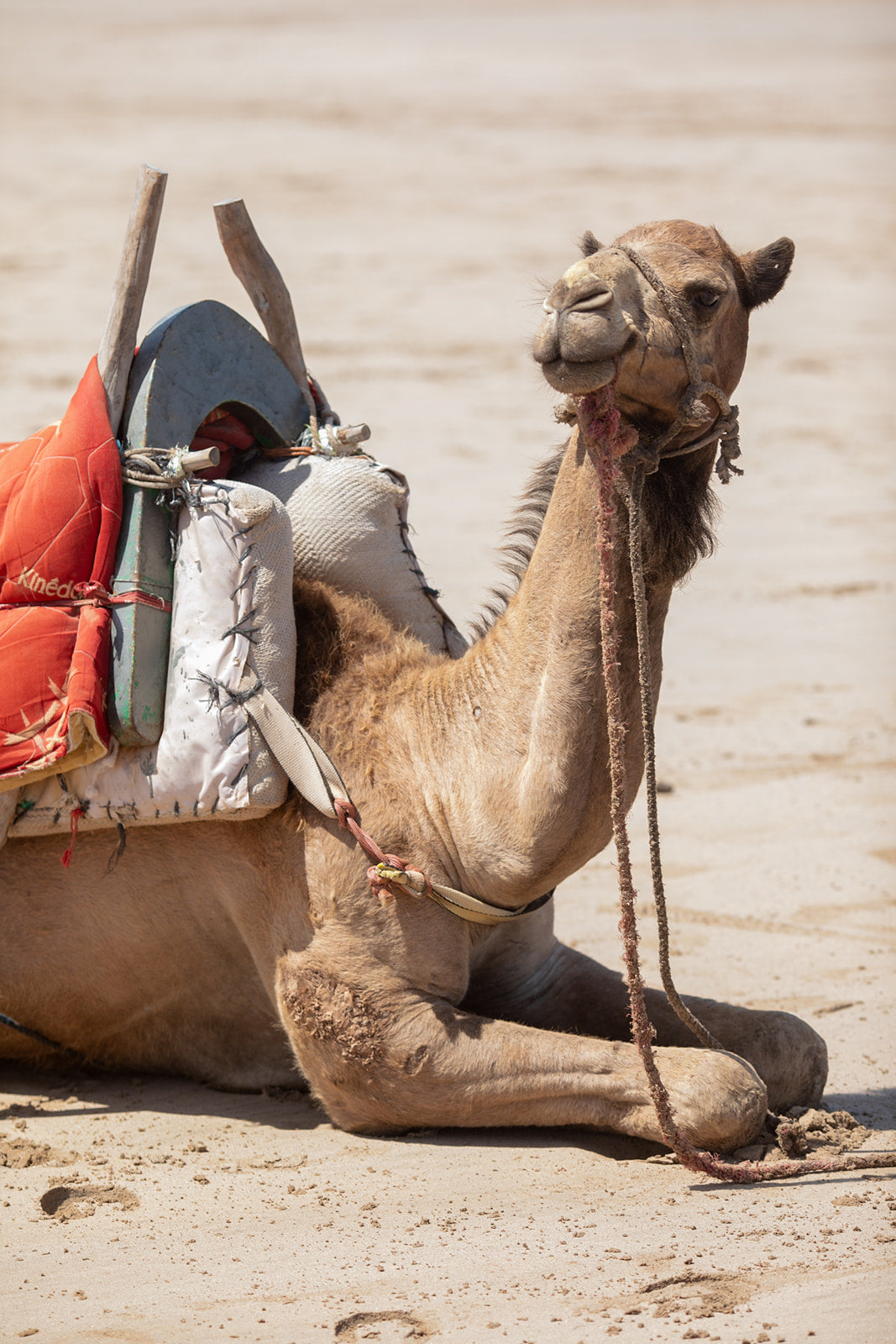 Morocco Mastermind Retreat $3200 March 4-7th DEPOSIT (Rooms and Food Included!)